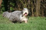 BEARDED COLLIE 393